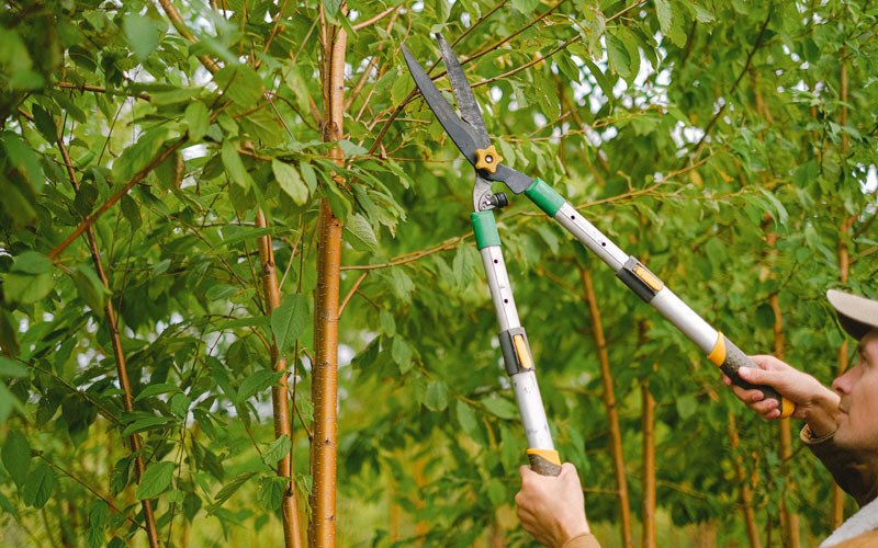Tree trimming in Coalton, WV