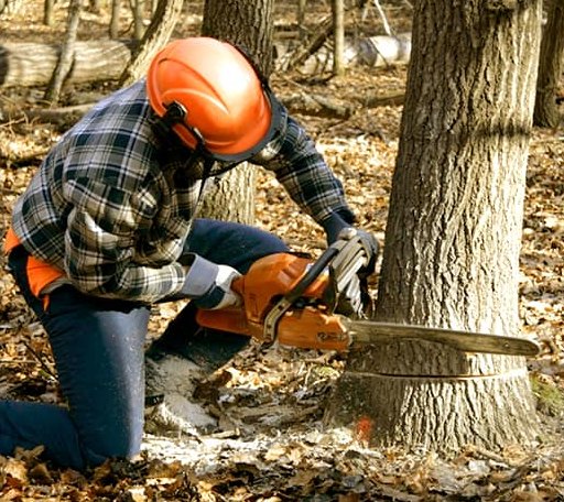 Tree Removal in Coalton, WV